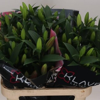 Freshy Lily Oriental Aqua “Calvados” | Colour: Pink | Length ± 80 centimeter | Per 10 stems fresh flowers