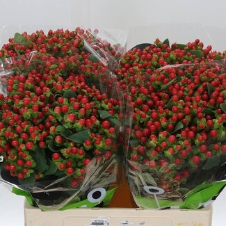 Freshy Hypericum St John's wort “Tomato Flair” | Colour: Red | Length ± 60 centimetre | Per 20 stems