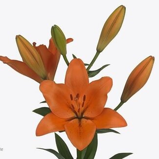 Freshy Lys Longiflorum x Lys asiatique Aqua “Sunderland” | Couleur: Orange | Longueur ± 90 centimeter | Par 10 tiges de fleurs fraîches