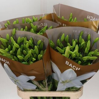 Freshy Lis Longiflorum x Lis asiatique Aqua “Bach” | Couleur: Blanc | Longueur ± 95 centimeter | Par 10 tiges de fleurs fraîches
