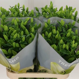Freshy Lelie Longiflorum x Aziatische Lelie Aqua “Trebiano” | Kleur: Geel | Lengte ± 90 centimeter | Per 10 stelen verse bloemen