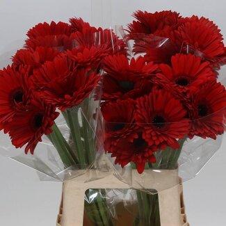 Freshy Gerbera “Beauty” | Couleur: Rouge | Longueur ± 50 centimètre | Par 10 fleurs fraîches