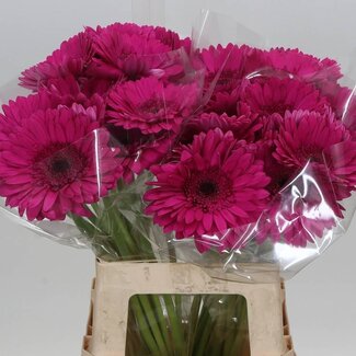 Freshy Gerbera “Bon Dia” | Colour: Red | Length ± 50 centimetre | Per 10 fresh flowers