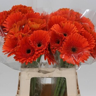 Freshy Gérbera “Candela” | Couleur: Orange | Longueur ± 50 centimeter | Par 10 fleurs fraîches