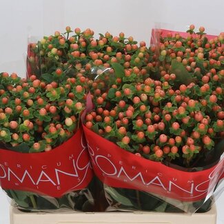 Freshy Hypericum Millepertuis “Mellow Romance” | Couleur: Orange | Longueur ± 60 centimeter | Par 25 tiges