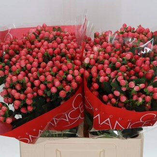 Freshy Hypericum Hertshooi “Sweet Romance” | Kleur: Oranje | Lengte ± 60 centimeter | Per 25 stelen