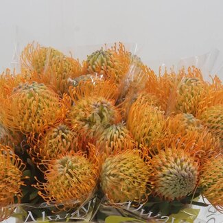 Freshy Leucospermum Nutans “Jelena” | Kleur: Oranje | Lengte ± 40 centimeter | Per 10 verse bloemen