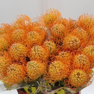 Freshy Leucospermum Nutans “Jelena” | Farbe: Orange | Länge ± 50 centimeter | Pro 10 frische Blumen