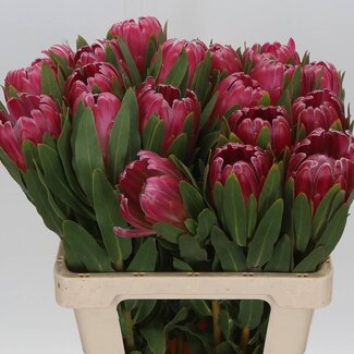 Freshy Protea “Brenda” | Farbe: Rosa | Länge ± 60 centimeter | Pro 10 frische Blumen