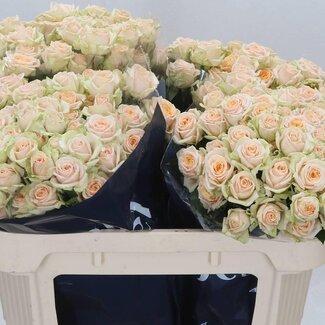 Freshy Dutch spray rose “Trinity” | Colour: Orange | Length ± 70 centimetre | Per 10 fresh flowers
