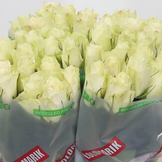 Freshy Roses “Athena” | Couleur: Blanc | Longueur ± 40 centimeter | Par 20 roses