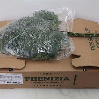 Freshy Rumohra Fougère cuir XXL | Couleur: Vert | Longueur ± 65 centimeter | 12 branches par bouquet | Par 6 bouquets