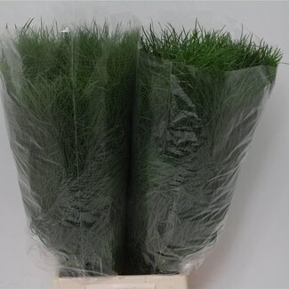 Freshy Asparagus “Corallo” | Kleur: Groen | Lengte ± 60 centimeter | 200 gram per bos | Per 5 bossen
