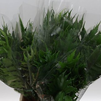 Freshy Cyrtomium Fortunei IJzervaren | Kleur: Groen | Lengte ± 55 centimeter | Per 50 verse stelen