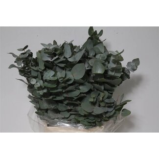Freshy Short Eucalyptus Cinerea | Colour: Green | Length ± 55 centimeter | 150 gram per bunch | Per 5 bunches