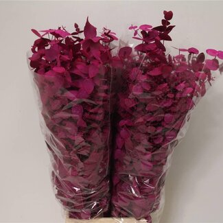 Freshy Eucalyptus Cinerea Kleurbehandeld | Kleur: Kerskleurig | Lengte ± 70 centimeter | 200 gram per bos | Per 5 bossen