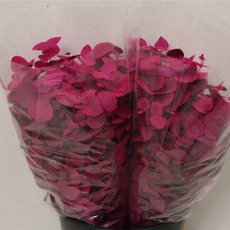 Freshy Eucalyptus Cinerea traité en couleur | Couleur: Cerise | Longueur ± 50 centimeter | 150 gram par bouquet | Par 5 bouquets