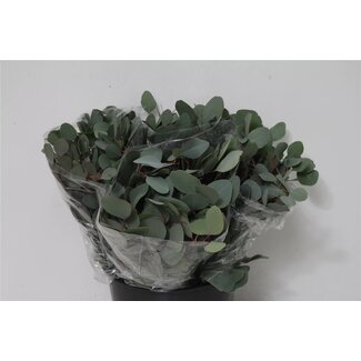 Freshy Short Eucalyptus Populus | Colour: Green | Length ± 50 centimeter | 150 gram per bunch | Per 5 bunches