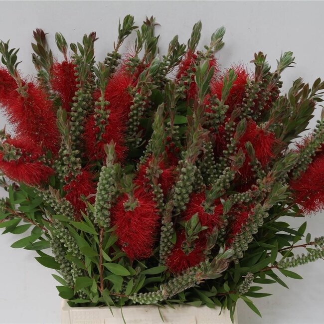 Callistemon Rince-bouteilles | Couleur: Rouge | Longueur ± 60 centimeter | 200 gram par bouquet | Par 5 bouquets