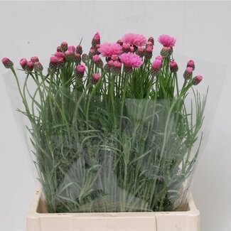 Freshy Centaurea Bleuet “Pink” | Couleur: rose | Longueur ± 60 centimeter | Par 50 fleurs fraîches