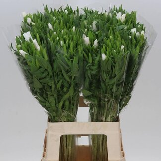 Freshy Clarkia “White” | Colour: White | Length ± 70 centimetre | Per 50 fresh flowers