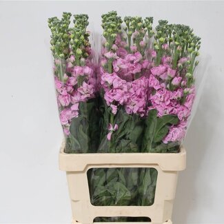 Freshy Stock “Iron Pink” | Colour: Pink | Length ± 65 centimetre | Per 10 stems fresh flowers