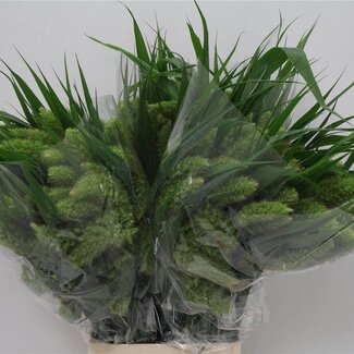 Freshy Panicum Setaria “Volle Melk” Siergras | Kleur: Groen | Lengte ± 75 centimeter | Per 50 verse bloemen