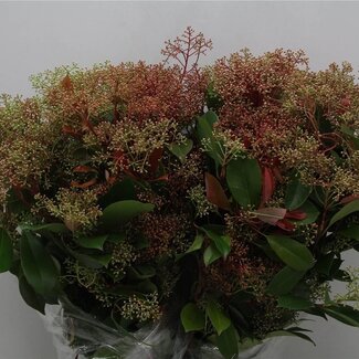Freshy Photinia “Red Robin” | Couleur: Rouge | Longueur ± 60 centimeter | 400 gram par bouquet | Par 5 bouquets
