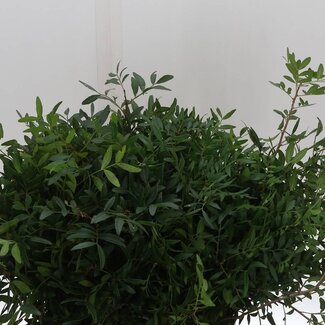 Freshy Pistacia Lentiscus Biedermeier | Colour: Green | Length ± 40 centimeter | Per 5 bunches