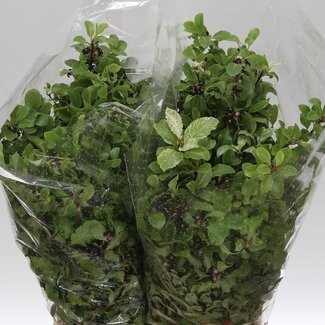 Freshy Pittosporum Irene | Couleur: Vert | Longueur ± 60 centimeter | 150 gram par bouquet | Par 5 bouquets