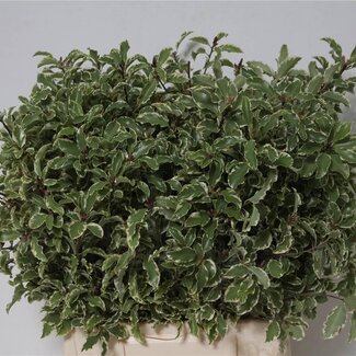 Freshy Pittosporum Nigra | Couleur: Vert | Longueur ± 50 centimeter | 150 gram par bouquet | Par 5 bouquets