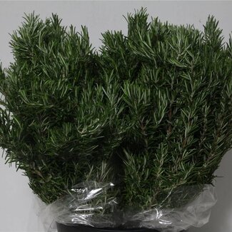 Freshy Romarin | Couleur: Vert | Longueur ± 60 centimeter | 400 gram par botte | Par 5 bottes