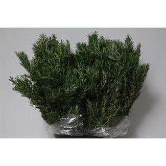 Freshy Rozemarijn | Kleur: Groen | Lengte ± 60 centimeter | 400 gram per bos | Per 5 bossen