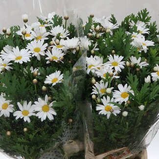 Freshy Leucanthemum Margriet | Couleur: Blanc | Longueur ± 40 centimeter | Par 25 fleurs fraîches