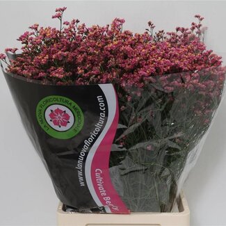 Freshy Limonium “Diamond” | Farbe: Rot | Länge ± 70 centimeter | Pro 25 Stiele frische Blumen