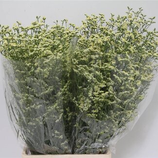 Freshy Limonium “Diamond” | Farbe: Gelb | Länge ± 70 centimeter | Pro 25 Stiele frische Blumen