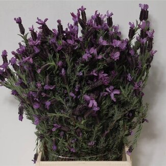 Freshy Lavandula Stoechas Tuft lavender | Colour: Lavender | Length ± 50 centimeter | 250 gram per bunch | Per 5 bunches