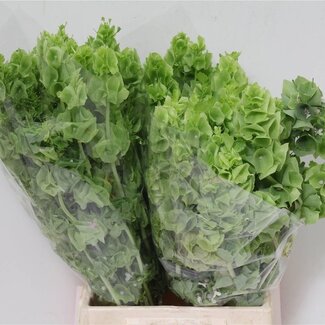 Freshy Moluccella Laevis Glocken von Ierland | Farbe: Grün | Länge ± 45 centimeter | Pro 50 frische Blumen