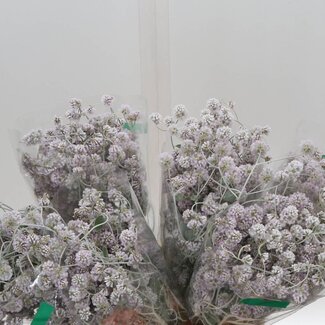Freshy Ptilotus Obovatus | Colour: Purple | Length ± 40 centimetre | Per 30 stems fresh flowers