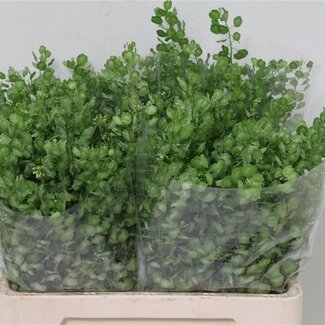 Freshy Thlaspi “Butterfly” | Farbe: Grün | Länge ± 60 centimeter | Pro 50 frische Blumen