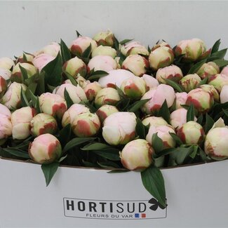 Freshy Paeonia Pioenroos L “Florence Nicholls” | Kleur: Wit Roze | Lengte ± 50 centimeter | Per 20 verse bloemen