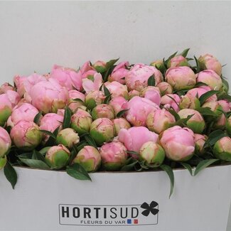 Freshy Paeonia Pioenroos L “Kathryn Fontijn” | Kleur: Roze | Lengte ± 60 centimeter | Per 20 verse bloemen