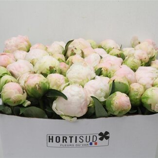 Freshy Paeonia Pioenroos L “Moon Over Barrington” | Kleur: Wit Roze | Lengte ± 70 centimeter | Per 20 verse bloemen
