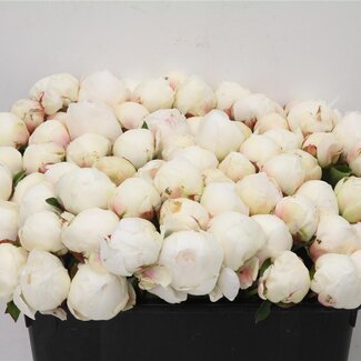 Freshy Paeonia Pivoine L “Odile” | Couleur: Blanc | Longueur ± 45 centimeter | Par 20 fleurs fraîches