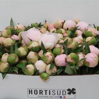 Freshy Paeonia Pfingstrose L “Pecher” | Farbe: Rosa | Länge ± 40 centimeter | Pro 20 frische Blumen