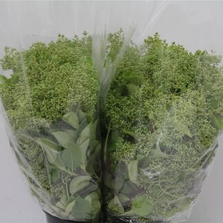 Freshy Viburnum Lucidum Sneeuwbal | Kleur: Groen | Lengte ± 60 centimeter | 400 gram per bos | Per 5 bossen