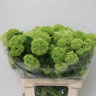 Freshy Viburnum Opulus Sneeuwbal | Kleur: Wit | 200 gram per bos | Per 5 bossen