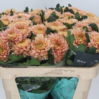 Freshy Deco Chrysanthemum Chrysant “Kalimba Salmon” | Kleur: Oranje | Lengte ± 70 centimeter | Per 10 verse bloemen