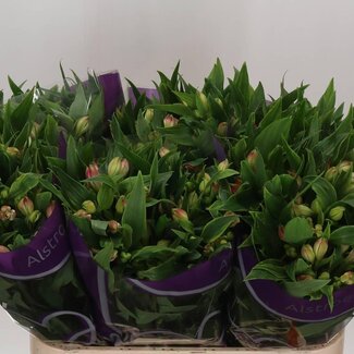 Freshy Alstroemeria “Panorama” | Kleur: Roze | Lengte ± 75 centimeter | Per 10 stelen verse bloemen