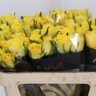 Freshy Roses “Golden Smile” | Couleur: Jaune | Longueur ± 70 centimètre | Par 10 roses